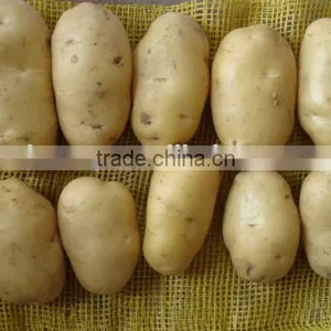 250G Size of 10KG Fresh Holland Potato thumbnail-4