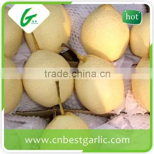KOSHER Passed Chinese Bulk Crystal Fresh ya Pear thumbnail-4