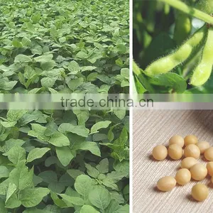 Bean Product Tofu Stick Dried Yoba Bean Stick thumbnail-2