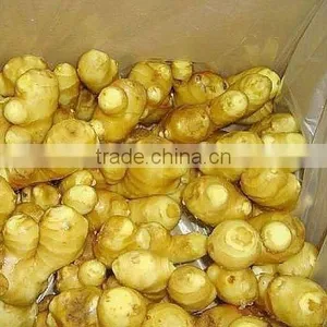 Chinese Fresh Fat Giant Big Natural Mature Ginger thumbnail-1