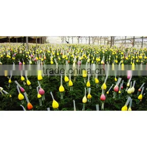 Flower Wrapping Net thumbnail-1