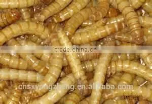 MVD Fish Food 2.5 cm Yellow Dried Mealworms; Dried Tenebrio Molitors thumbnail-1