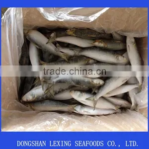 IQF Frozen Sardine 60-70pcs thumbnail-2