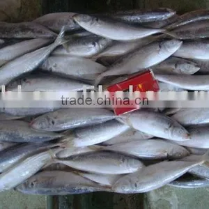 Frozen Horse Mackerel thumbnail-2