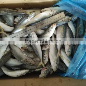 China Frozen Horse Mackerel Fish Yellow Tail Fishing Trawlers thumbnail-2
