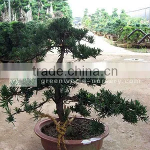 Podocarpus Macrophyllus Export thumbnail-1