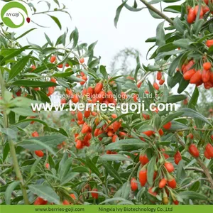 New Arrival Factory Supply Dried Goji Berry thumbnail-2