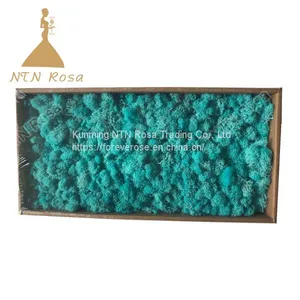 Preserved Forest Moss for Hotel or Office Decoration thumbnail-3