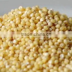 Organic Hulled Millet thumbnail-1
