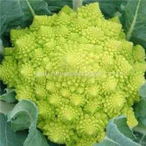 F1 Hybrid Beautiful Green Cauliflower Seeds /Broccoli Seeds thumbnail-1