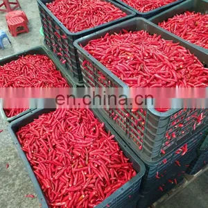 Hot Chili Sauce Made in Vietnam Cheap Price for OEM thumbnail-2