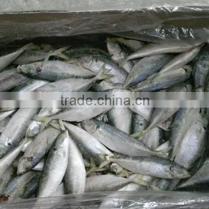 Land Frozen Small Size Horse Mackerel or Sacd thumbnail-3