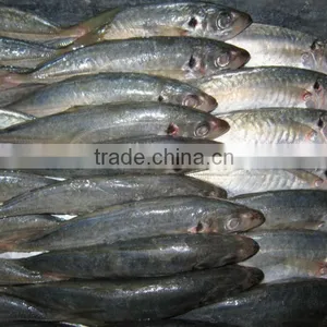 FROZEN ROUND SCAD-Maruadsi thumbnail-1