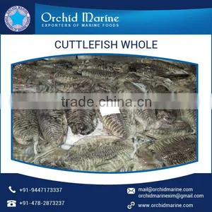 BABY Cuttlefish WHOLE FRESH FROZEN thumbnail-1