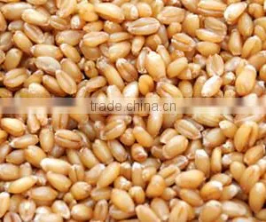Wheat Grains for Sale thumbnail-1
