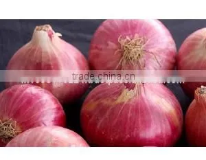 Indian Origin Red Onion thumbnail-1