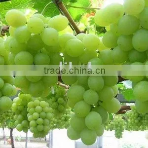 Sun Drie Fresh Sweet Green Raisin With Good Price thumbnail-1