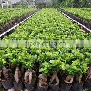 S Shaped Ficus Ginseng Microcarpa Bonsai Tree Banyan Ficus Indoor Ornamental Decorative Plants Nursery thumbnail-4