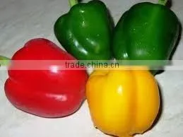 Capsicum thumbnail-1