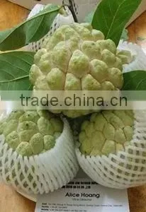 Custard Apple Fruit From Viet Nam thumbnail-1