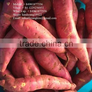 Fresh Sweet Potatoes/ Sweet Potato Export Good Prices thumbnail-4