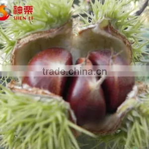 2016 New Crop Fresh Chestnut thumbnail-2