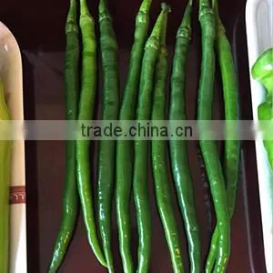 High Yield Long Pepper Seeds Chinese Vegetable Seeds for Growing-Xin Guan No.3 thumbnail-2