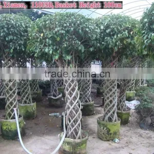 Braid Bonsai Ficus Microcarpa thumbnail-5