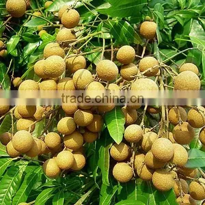 Longan Fruit Trees thumbnail-2