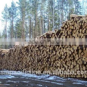 Timber Log / Sawlogs / Wood Round Logs / LARCH/BIRCH/SPRUCE/PINE READY FOR EXPORT FROM FAR EAST RUSSIAN PORTS thumbnail-1