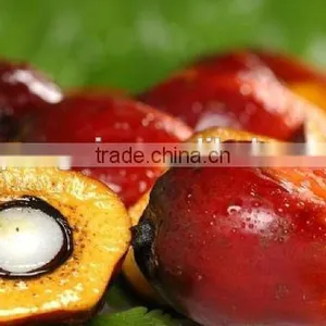 1-100TPD Palm Kernel Cracking Machine thumbnail-1