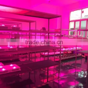 Cob Led Grow Light 600 Watt Led Grow Lights 1000 Watt Led Grow Lights thumbnail-4