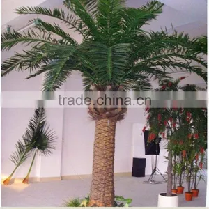 CHY020927 High Quality Decorative Washingtonia Date Palm Trees thumbnail-2