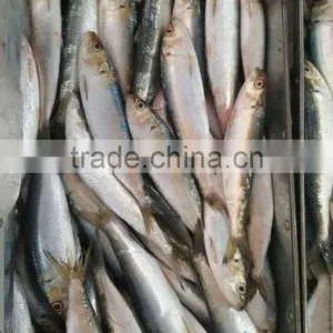 Frozen Sardine Fish thumbnail-3