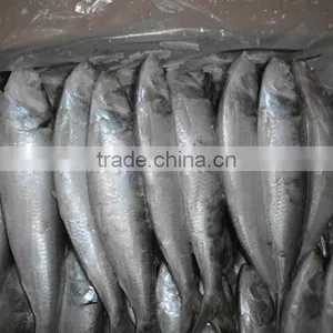 Good Quality for Bait Frozen Sardines thumbnail-2