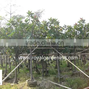 Ficus Elastica thumbnail-1