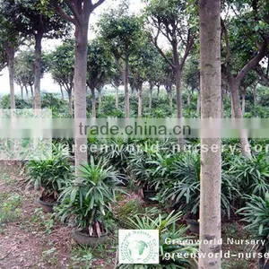 Ficus Nitida Project Trees thumbnail-1