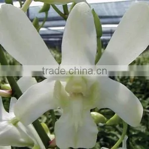 Fresh Cut Orchids, Dendrobium Orchids, Fresh Cut Stem thumbnail-1