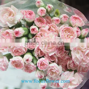 Various Carnation Flower High Quality Fresh Cut Carnation Flowers From Yunan Kunming thumbnail-5