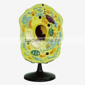 Model of Plant Cell thumbnail-1