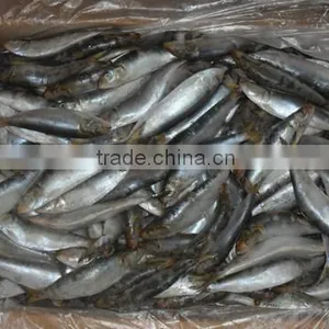 Frozen Sardines (Sardinella Longiceps) for Bait and Canning 250pcs thumbnail-4