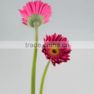 Bottom Price Purple Petal Fragrant Aroma Fresh Flowers Gerberas thumbnail-1