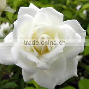 Durable Tineke White Rose Balls Wedding thumbnail-2