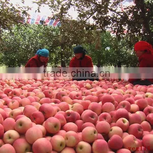 Fuji Apple thumbnail-2