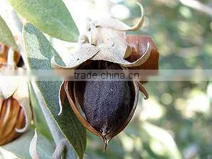 100% PURE & NATURAL JOJOBA CARRIER OIL FOR ACNE thumbnail-1