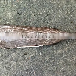 Wholesale Seafood Oil Fish Frozen Oilfish HG thumbnail-1