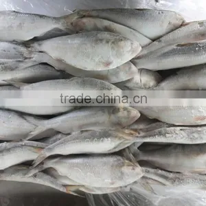 Frozen Gizzard Shad Whole Round thumbnail-4