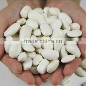 Supply Chinese New Crop White Kidney Bean thumbnail-1