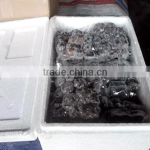 Best Price Frozen Truffle (Tuber Indicum) thumbnail-3