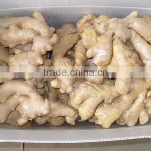 Hot Sail Top Quality Chinese Ginger Root thumbnail-2